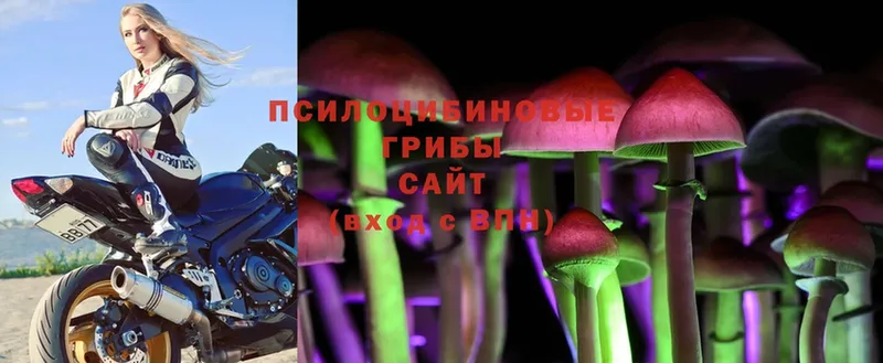 Галлюциногенные грибы Psilocybine cubensis  купить наркотик  Бакал 